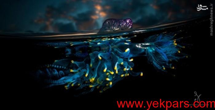 عکس/ شنای عروس دریا روی سطح آب 
