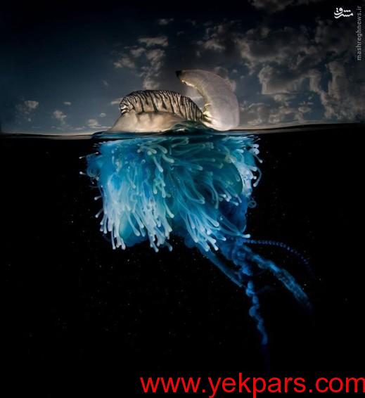 عکس/ شنای عروس دریا روی سطح آب 