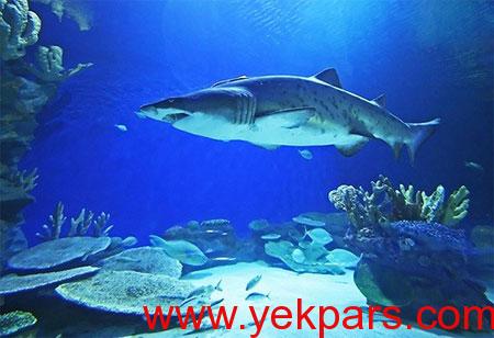 عکس های آکواریوم دبی مال,بلیط آکواریوم دبی