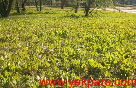 پارک چاهکوتاه در بوشهر,بوشهر,جاهای دیدنی بوشهر