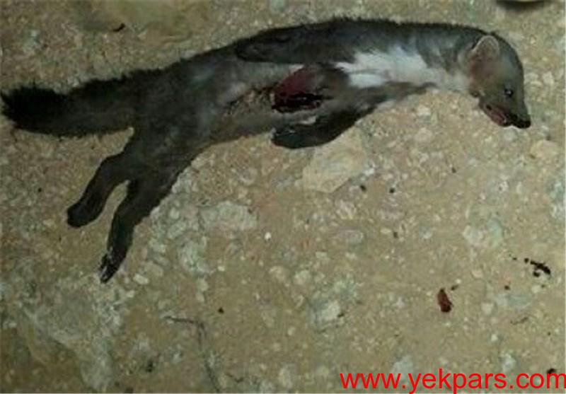  این حیوان خطرناک به خوردن گوشت کودکان علاقه دارد