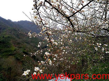 عتصاویر لیلاکوه،لیلاکوه کجاست