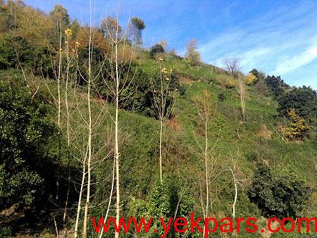 عتصاویر لیلاکوه،لیلاکوه کجاست