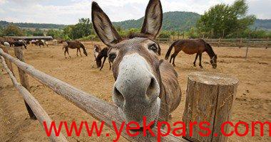 تکنولوژی جدید برای ترجمه صدای الاغ ها تکنولوژی جدید برای ترجمه صدای الاغ ها