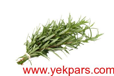 خواص عسل آویشن,خواص چای آویشن,آویشن و بارداری