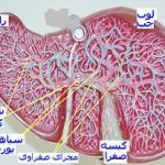 چرا کبد «چرب» میشود؟