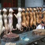 کره شمالی:گوشت سگ بخورید تا سالم بمانید