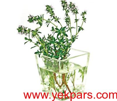 خواص آویشن شیرازی,چای آویشن,خواص چای آویشن