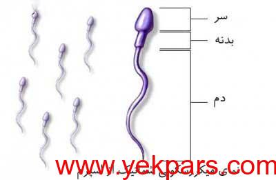 شرایط آزمایش اسپرم
