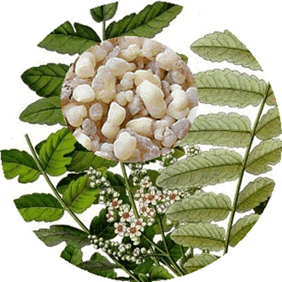 خوردن کندر در دوران بارداری,مصرف کندر در دوران بارداری