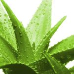 آشنایی با آلوئه ورا و خاصیت آلوئه ورا