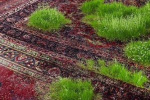 عکس هایی از چمن های کاشته شده بروی فرش