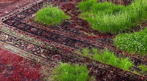 عکس هایی از چمن های کاشته شده بروی فرش
