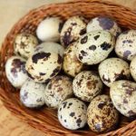 اثرات خوردن تخم بلدرچین در زمان بارداری
