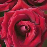 جملاتی در مورد زیبایی زندگی