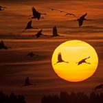 زیباترین تصاویر امروز سه شنبه یازدهم ابان ماه نود و ۹۵