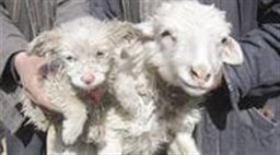 گوسفندی که یک توله سگ بدنیا آورد+عکس گوسفندی که یک توله سگ بدنیا آورد+عکس