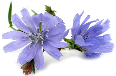 گیاهان دارویی