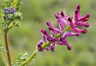 گیاهان دارویی