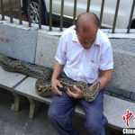 مار؛ حیوان خانگی یک خانواده چینی