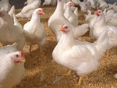 بیماری مشترک انسان و طیور ,بیماری آنفلوآنزا 