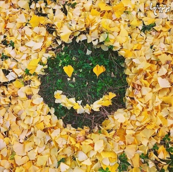 هنرنمایی ژاپنی ها با برگ های پاییزی هنرنمایی ژاپنی ها با برگ های پاییزی