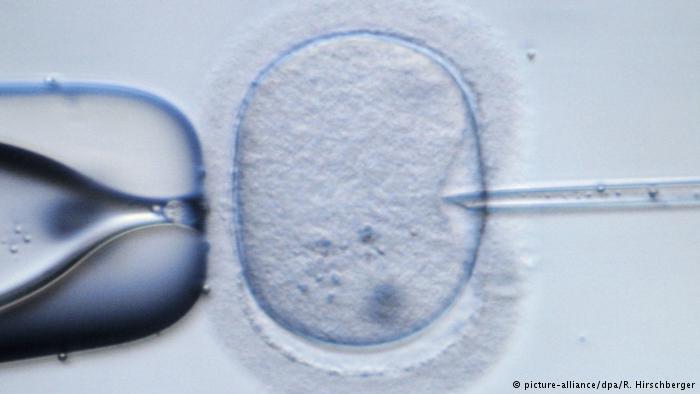 Künstliche Befruchtung (picture-alliance/dpa/R. Hirschberger)