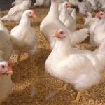 چگونه از مرغ و تخممرغ آنفلوآنزا نگیریم؟