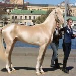 زیباترین اسب جهان +عكس