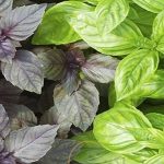 کاهش علائم سرماخوردگی با مصرف ریحان به همراه چای