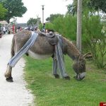 جزیرهای که در آن الاغها پیژامه میپوشند!
