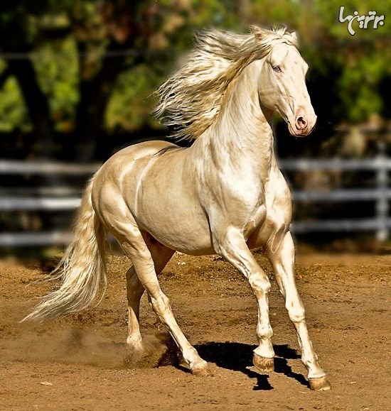 زیباترین اسب جهان زیباترین اسب جهان