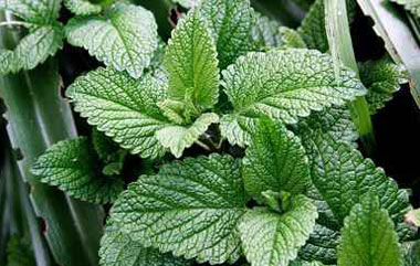 بیماری سوء هاضمه چیست,بیماری سوء هاضمه