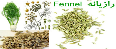 عرق رازیانه خواص,خواص رازیانه برای پوست