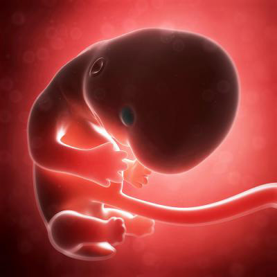 تغذیه در هفته یازدهم بارداری
