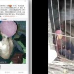 زن ۹۲ ساله چینی که توسط پسر و عروسش برای سالها در “خوکدانی” نگه داشته میشد