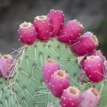 خواص درمانی میوه کاکتوس