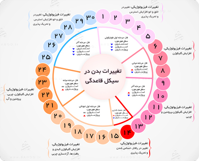 زمان تخمک گذاری در سیکل قاعدگی