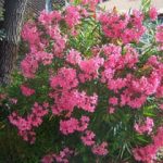 این گُل زیبا باعث ایست قلبی می شود
