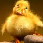 شما هم یک جورهایی جوجه مرغابی هستید؟