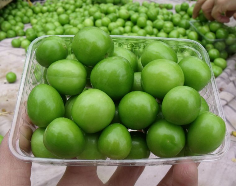 خواص درمانی گوجه‌ سبز یکی از میوه‌های فصل بهار+اینفوگرافی