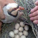 آشنایی با خواص تخم کبک