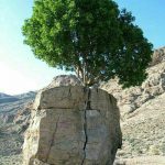 زندگی زیباست (۷۶)