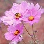 جملات و عکس نوشته های زیبا در مورد زندگی