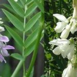 گیاه دارویی گالگا معجزه ای برای کاهش قند خون