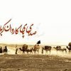 هانیه؛ تنها زن شهید کربلا