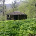 سفر به منطقه جنگلی «سیاه رودبار» در علی آباد کتول