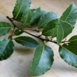 آشنایی با خواص برگ بو و روغن آن