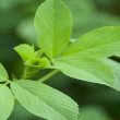 عرقیات مفید برای بهبود بیماری دیابت