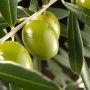 شفای بدن با روغن زیتون